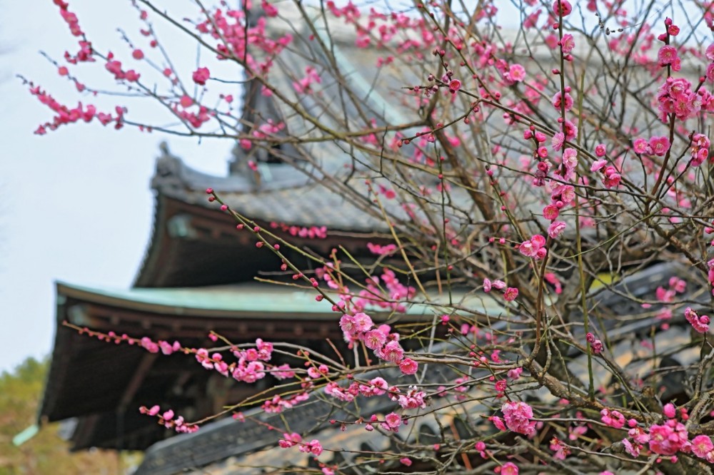 梅林寺・外苑